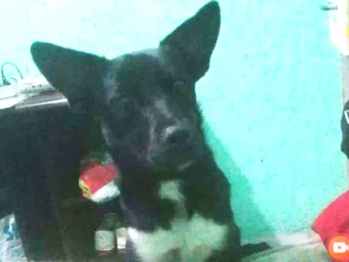 Cachorro raça Vira-lata  idade 2 anos nome Jack