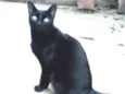 Pantera