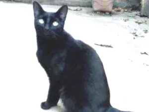 Gato raça  idade 2 anos nome Pantera