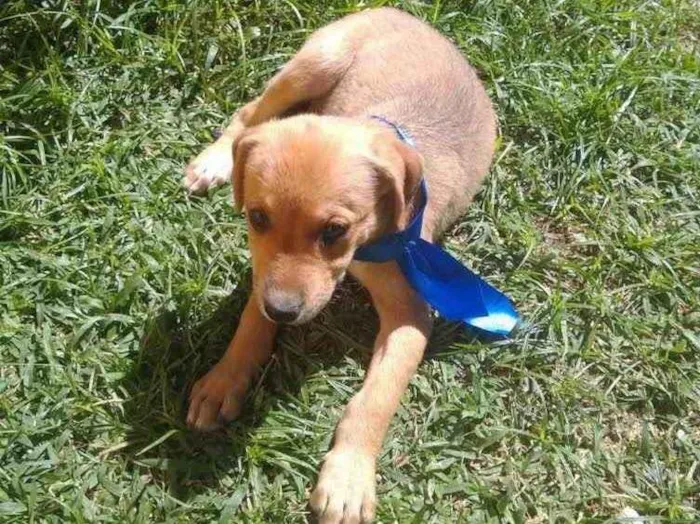 Cachorro raça Não definida idade 2 a 6 meses nome Bob