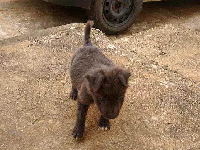 Cachorro ra a  idade 2 a 6 meses nome Dume