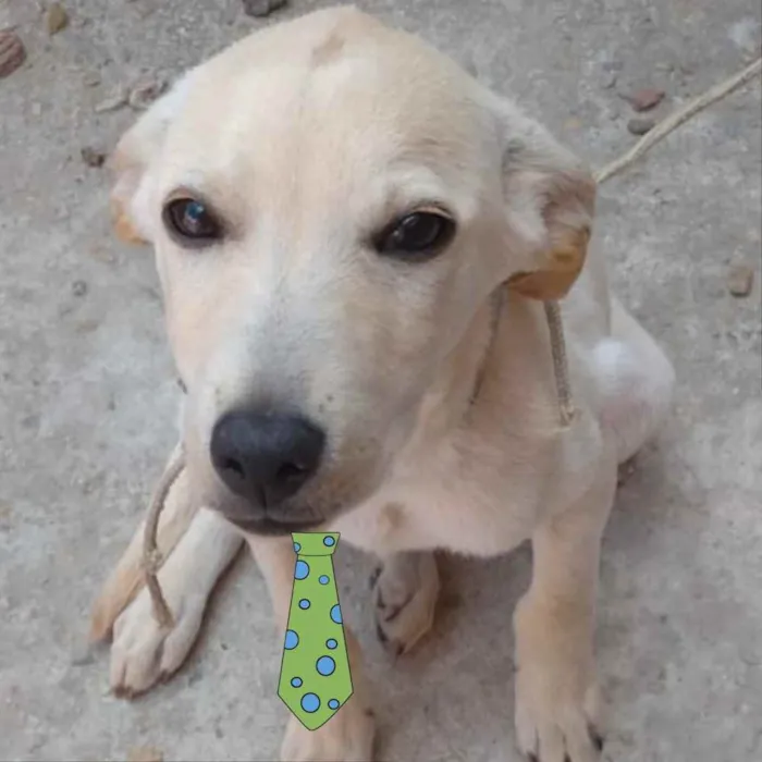Cachorro ra a Mestiço  idade 2 a 6 meses nome Fred 