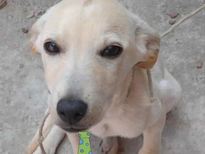 Cachorro ra a Mestiço  idade 2 a 6 meses nome Fred 