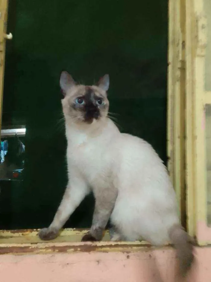 Gato ra a Siamês  idade 4 anos nome Dona