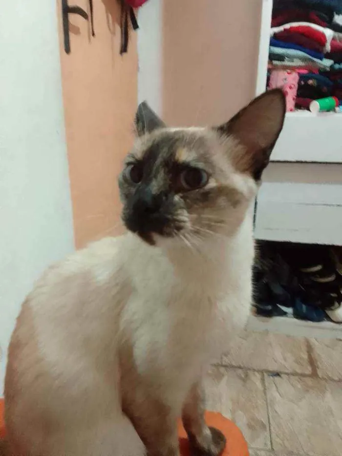 Gato ra a Siamês  idade 4 anos nome Dona