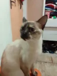 Dona