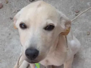 Cachorro raça Mestiço  idade 2 a 6 meses nome Fred 