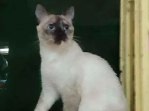 Gato raça Siamês  idade 4 anos nome Dona
