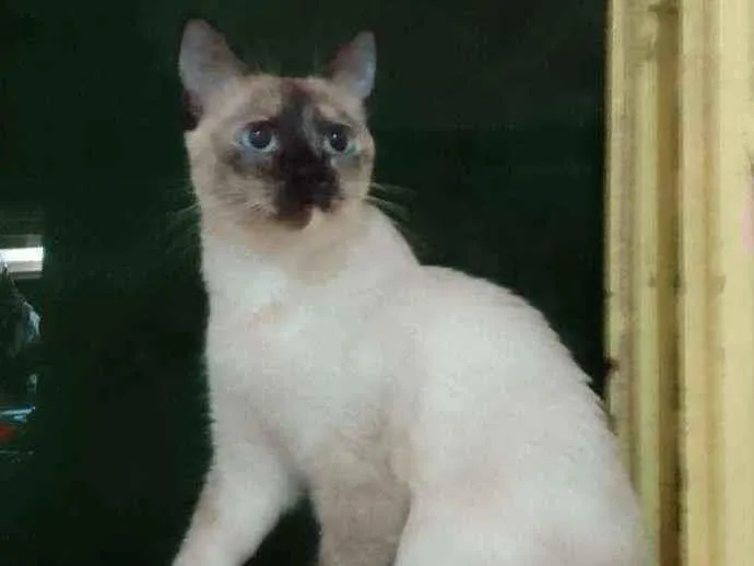 Gato ra a Siamês  idade 4 anos nome Dona