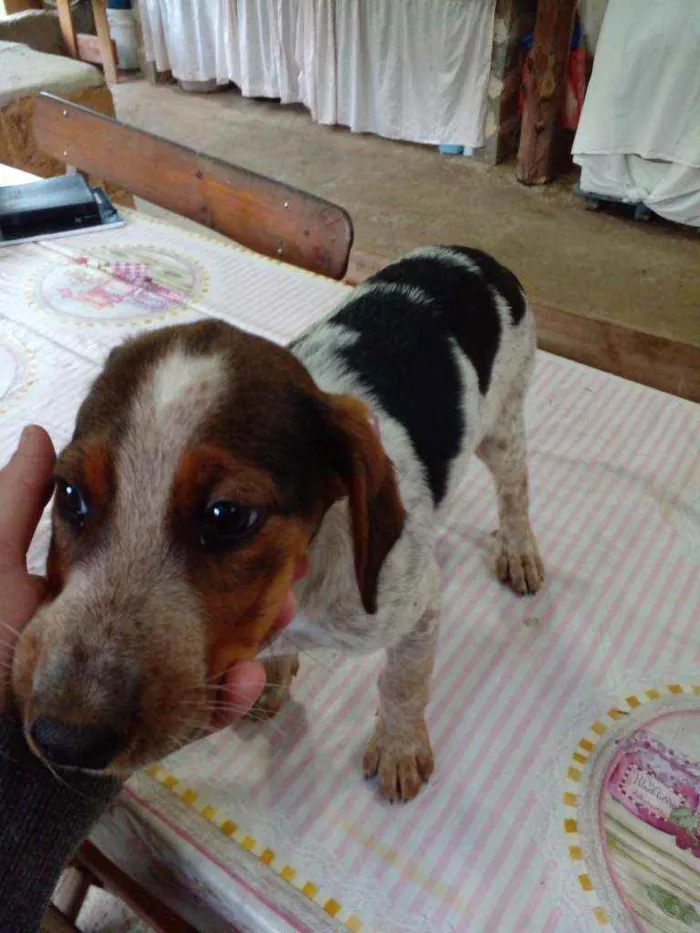 Cachorro ra a  idade 2 a 6 meses nome Sao 16 cachorrinhos 