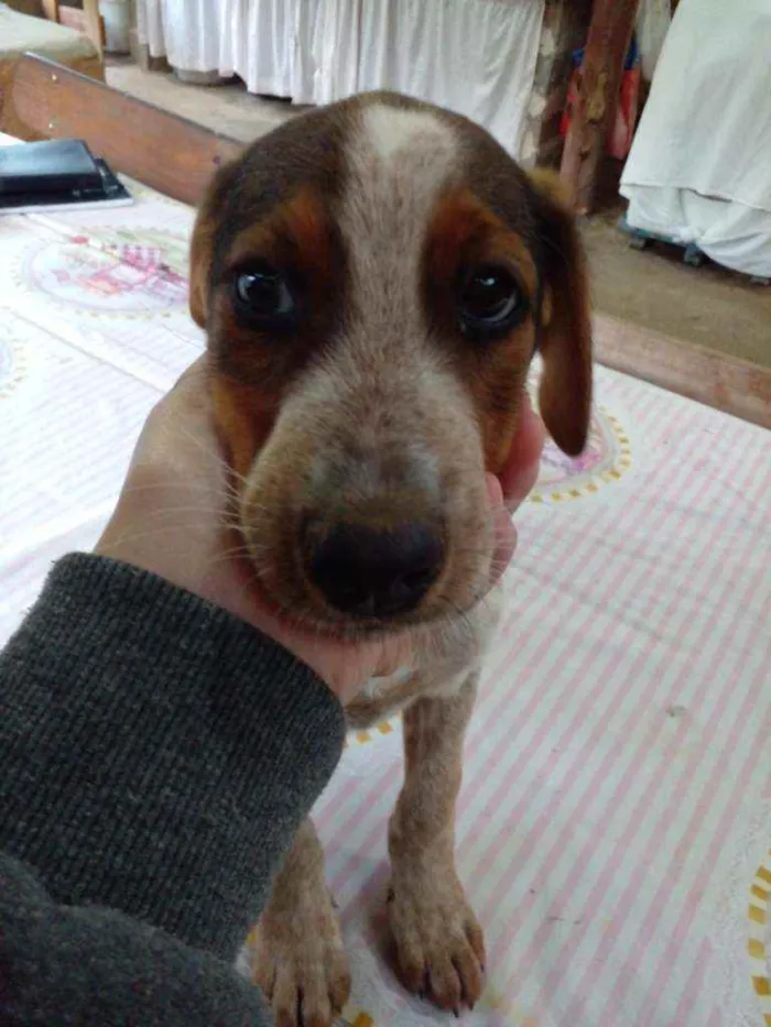 Cachorro ra a  idade 2 a 6 meses nome Sao 16 cachorrinhos 