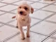 Cachorro raça Mis Yorkshire com poodle  idade 7 a 11 meses nome Chiquinho 
