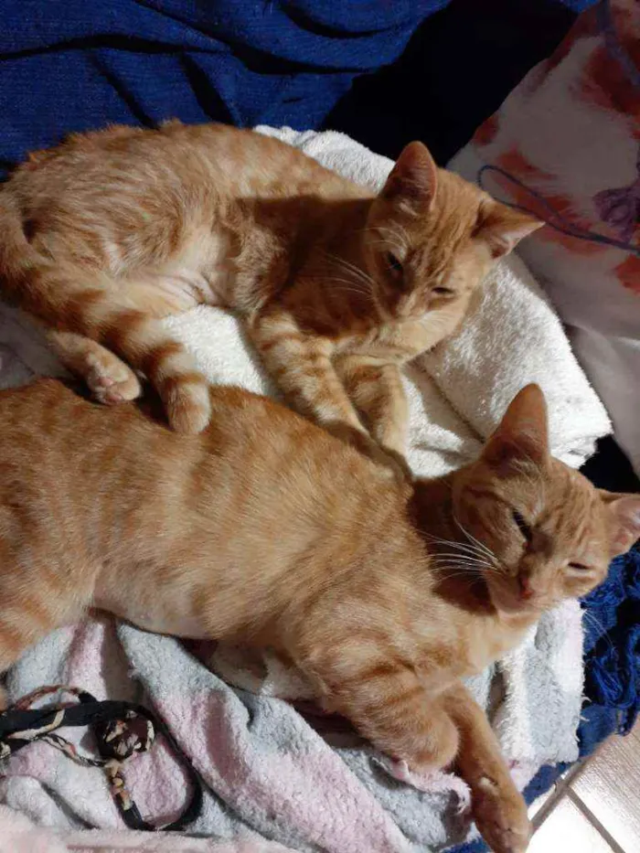 Gato ra a Srd idade 7 a 11 meses nome Clara e Bela 