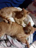 Clara e Bela