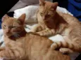 Clara e Bela