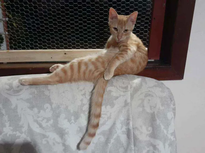 Gato ra a Srd idade 7 a 11 meses nome Rick