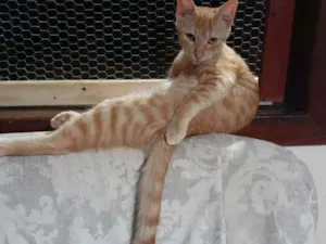 Gato raça Srd idade 7 a 11 meses nome Rick