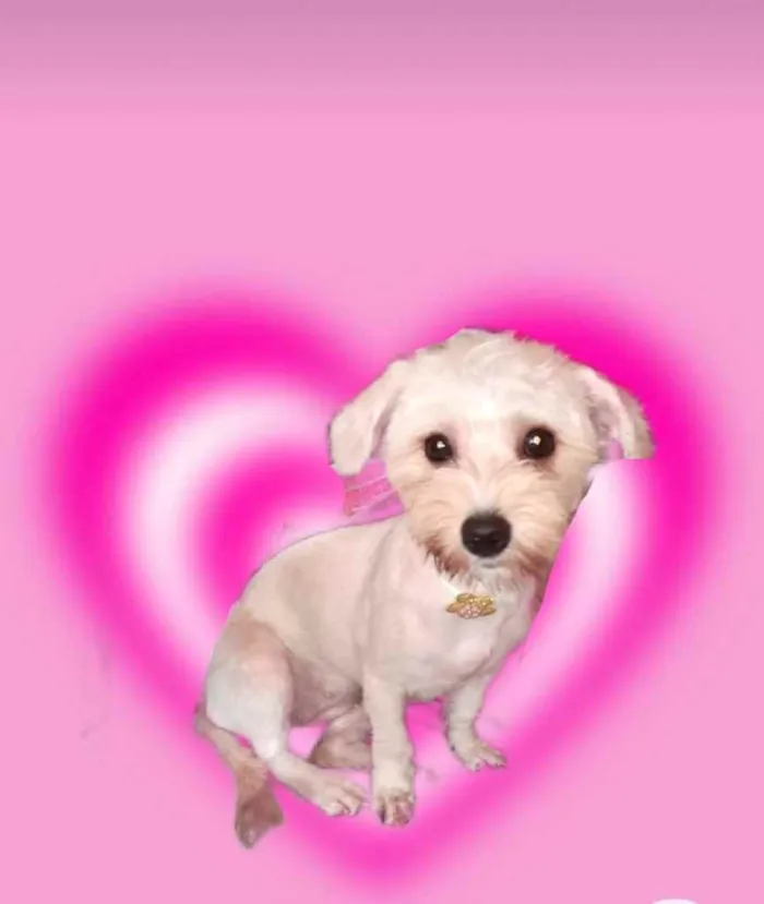 Cachorro raça Yorkshire mix Poodle  idade 7 a 11 meses nome Chiquinho York mix