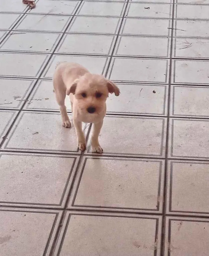 Cachorro raça Yorkshire mix Poodle  idade 7 a 11 meses nome Chiquinho York mix