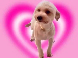 Cachorro raça Yorkshire mix Poodle  idade 7 a 11 meses nome Chiquinho York mix