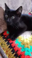 Pantera