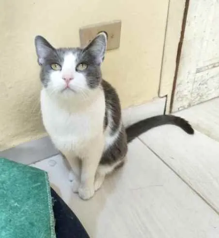 Gato raça Srd idade 1 ano nome Fred lindo e fofinho