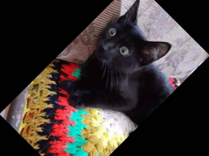 Gato ra a Srd idade 2 a 6 meses nome Pantera