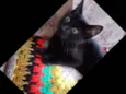 Pantera