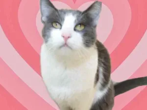 Gato raça Srd idade 1 ano nome Fred lindo e fofinho