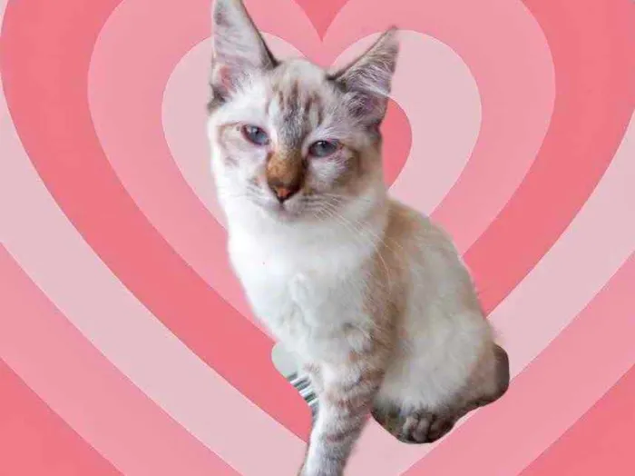 Gato raça Srd idade 2 a 6 meses nome Misha bb3meses 
