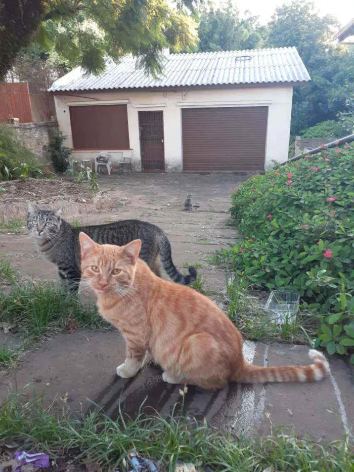 Gato ra a Srd idade  nome Ruivo 