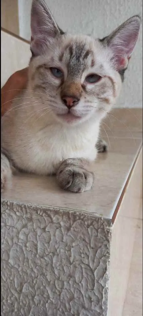 Gato raça Srd idade 2 a 6 meses nome Pipoca bb3meses 