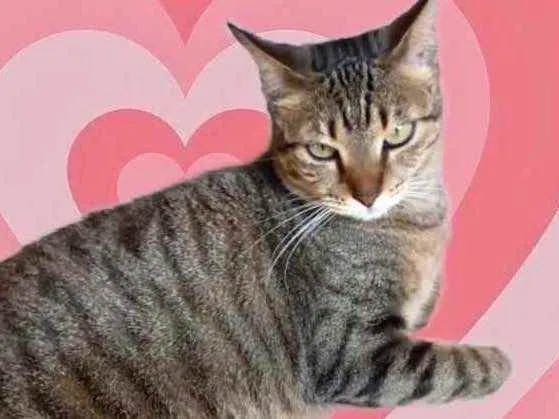 Gato raça Srd  idade 1 ano nome Stella Linda 