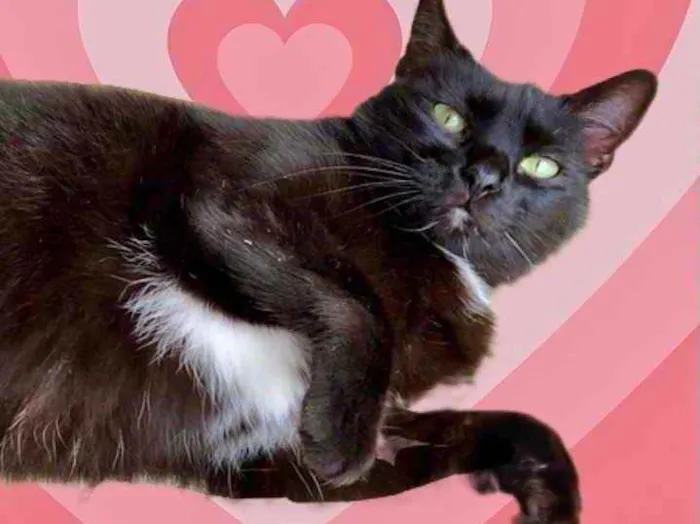 Gato raça Srd  idade 1 ano nome Luna Linda 