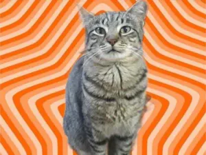 Gato raça Std idade 1 ano nome Giorgio Armani 