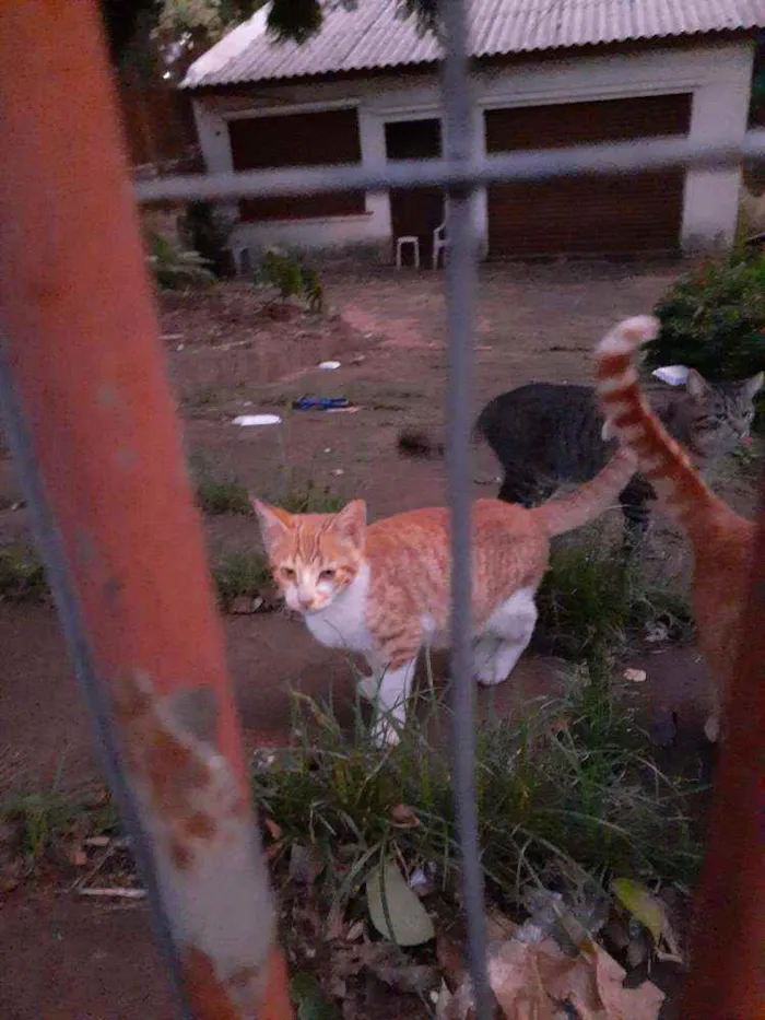 Gato ra a Srd idade 2 a 6 meses nome Vitório 