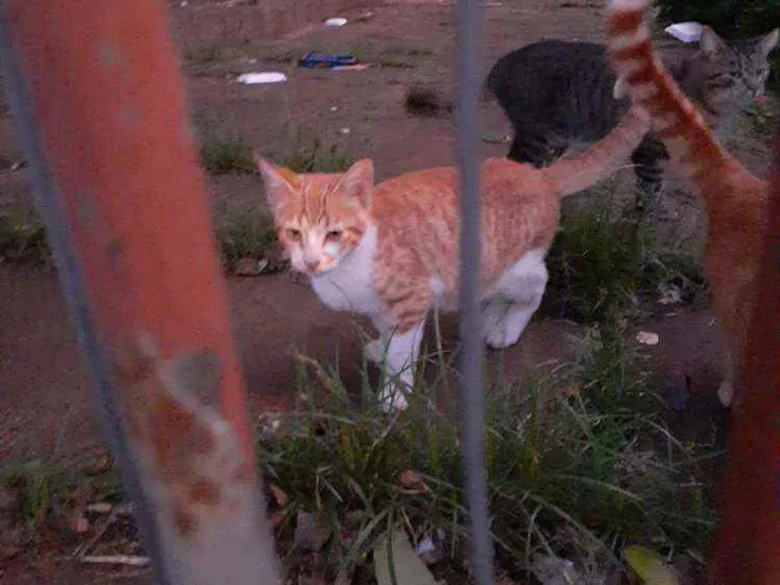 Gato ra a Srd idade 2 a 6 meses nome Vitório 