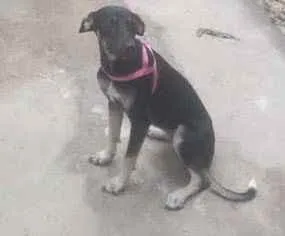 Cachorro ra a Vira lata idade 2 anos nome Valkiria