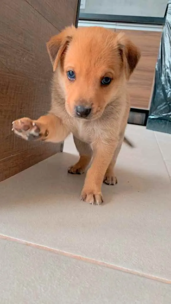 Cachorro ra a Sem raça definida  idade Abaixo de 2 meses nome Filhotes 