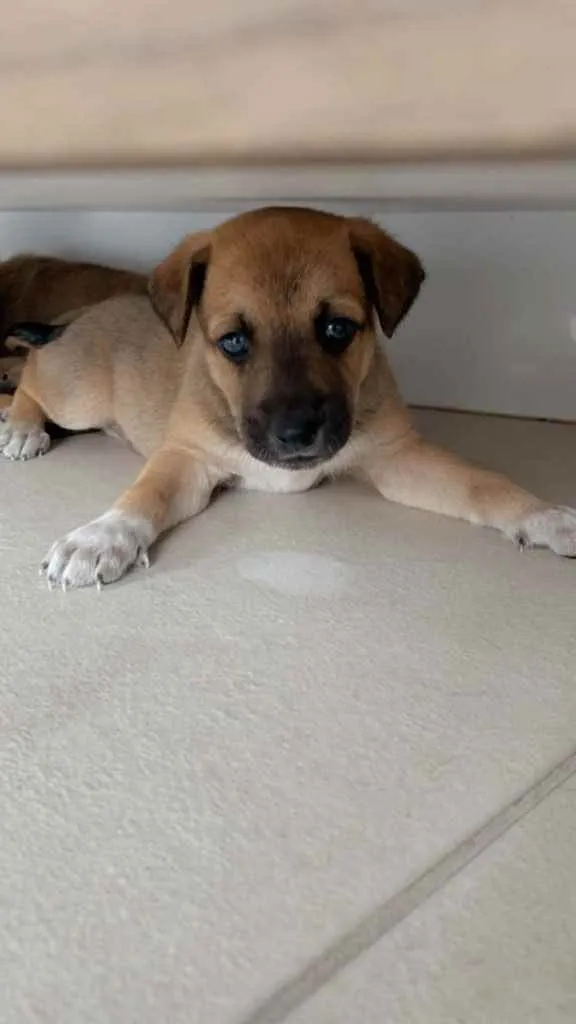 Cachorro ra a Sem raça definida  idade Abaixo de 2 meses nome Filhotes 