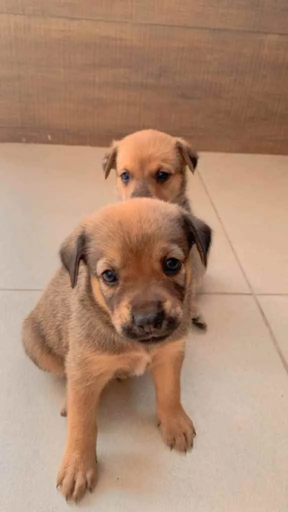 Cachorro ra a Sem raça definida  idade Abaixo de 2 meses nome Filhotes 