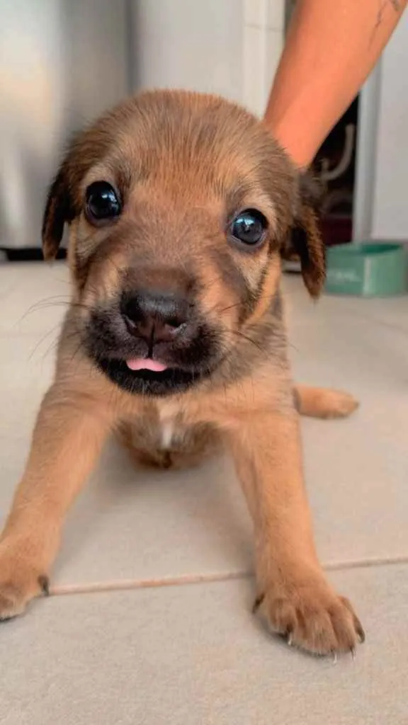 Cachorro ra a Sem raça definida  idade Abaixo de 2 meses nome Filhotes 