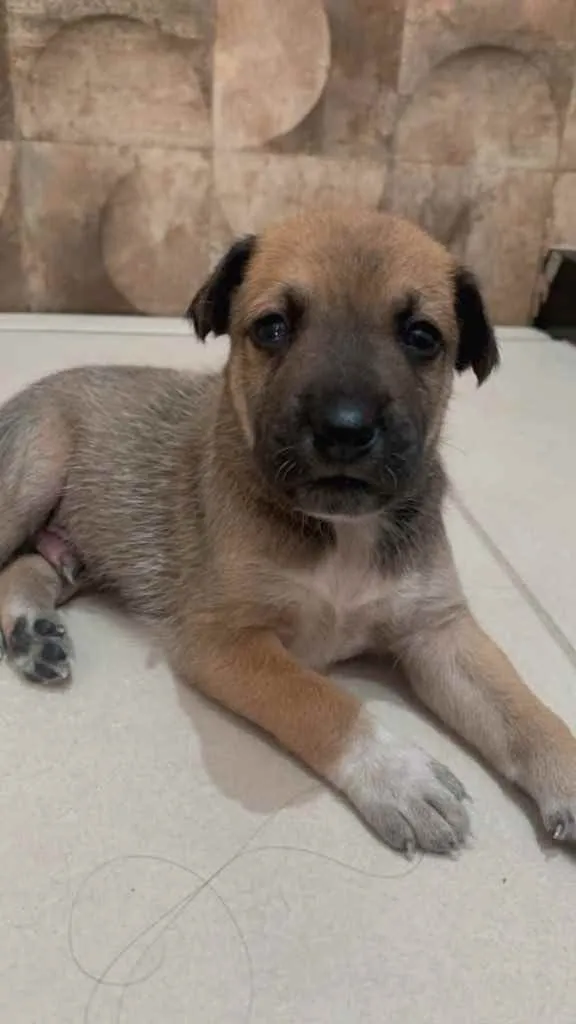 Cachorro ra a Sem raça definida  idade Abaixo de 2 meses nome Filhotes 