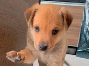 Cachorro raça Sem raça definida  idade Abaixo de 2 meses nome Filhotes 