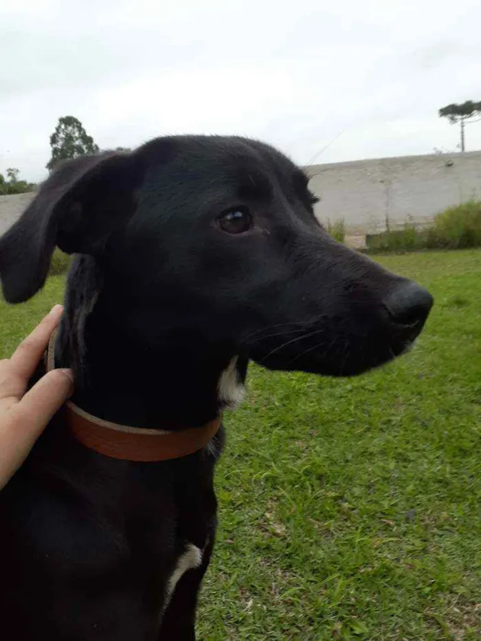 Cachorro ra a Sem raça definida idade 7 a 11 meses nome Leia