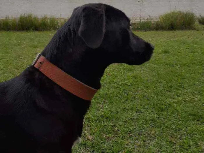 Cachorro ra a Sem raça definida idade 7 a 11 meses nome Leia