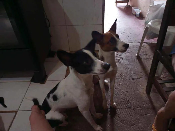 Cachorro ra a Vira lata idade 7 a 11 meses nome Amora e Juliete 