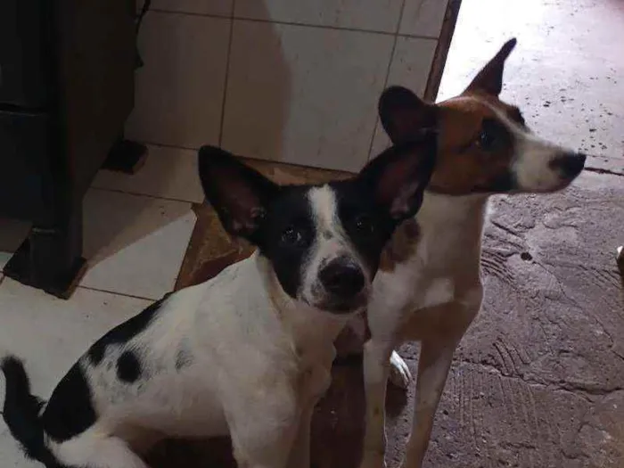 Cachorro ra a Vira lata idade 7 a 11 meses nome Amora e Juliete 