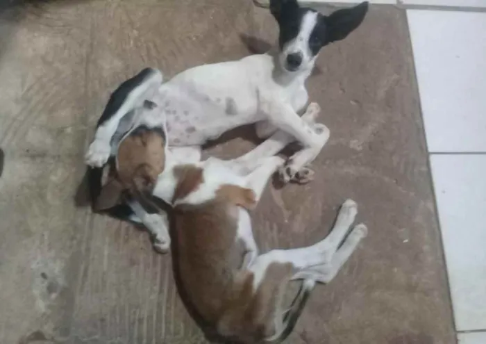 Cachorro ra a Vira lata idade 7 a 11 meses nome Amora e Juliete 