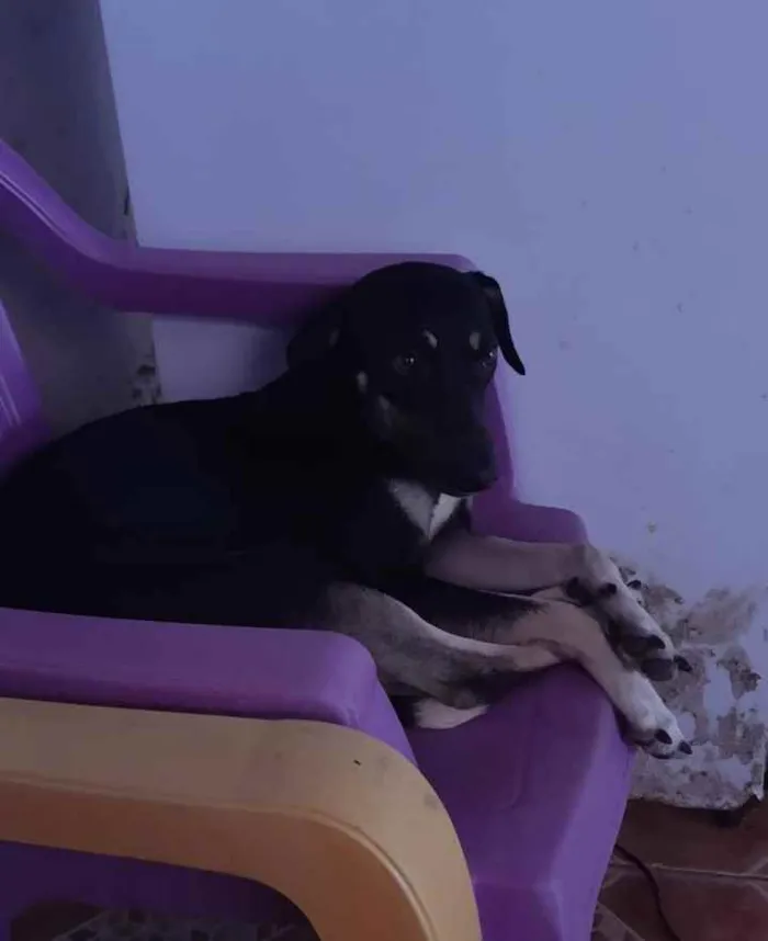 Cachorro ra a Vira lata idade 2 anos nome Valkiria